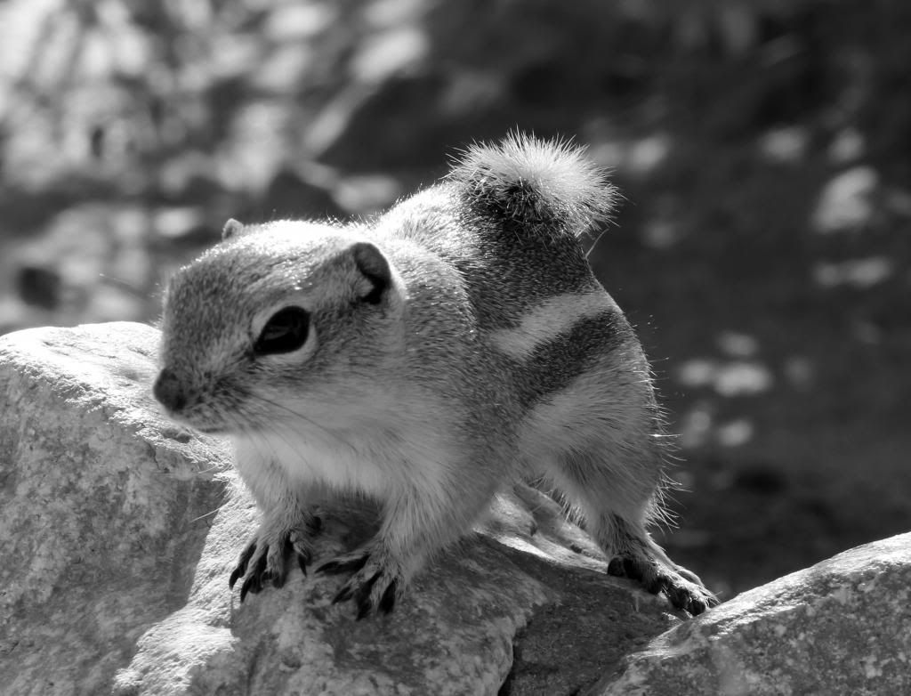 IMAGE: http://i128.photobucket.com/albums/p191/atexaschipper/Vegas20121272a_zpsfeef047c.jpg