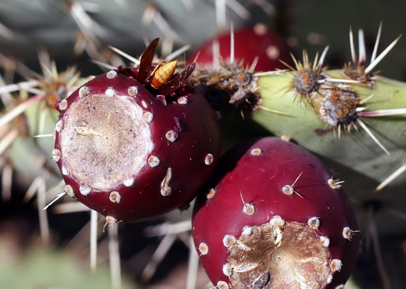 IMAGE: http://i128.photobucket.com/albums/p191/atexaschipper/Waspinpear1.jpg