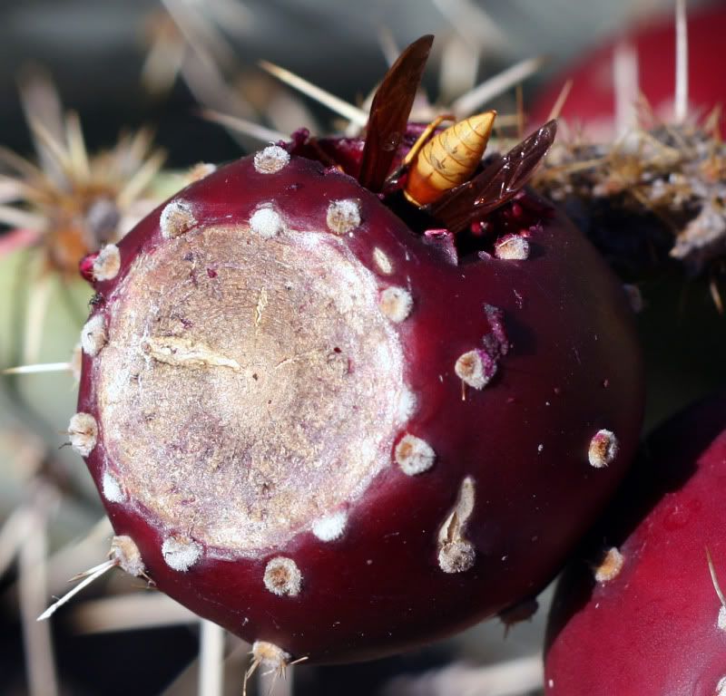 IMAGE: http://i128.photobucket.com/albums/p191/atexaschipper/Waspinpear2.jpg