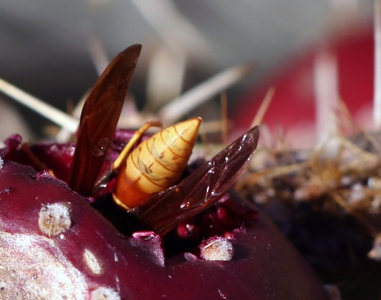 IMAGE: http://i128.photobucket.com/albums/p191/atexaschipper/Waspinpear3.jpg