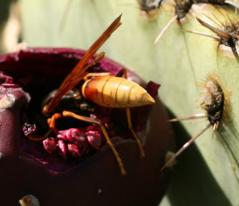 IMAGE: http://i128.photobucket.com/albums/p191/atexaschipper/Waspinpear5.jpg