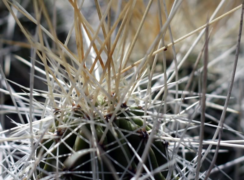 IMAGE: http://i128.photobucket.com/albums/p191/atexaschipper/cactus3.jpg