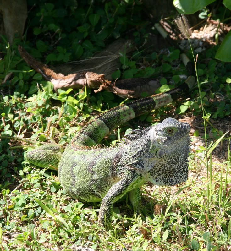 IMAGE: http://i128.photobucket.com/albums/p191/atexaschipper/cruise2010064.jpg