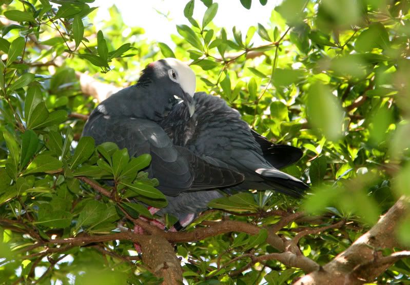 IMAGE: http://i128.photobucket.com/albums/p191/atexaschipper/cruise2010078.jpg