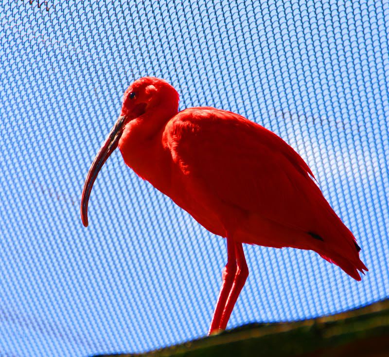 IMAGE: http://i128.photobucket.com/albums/p191/atexaschipper/cruise2010093.jpg