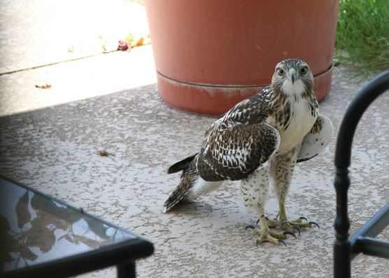 IMAGE: http://i128.photobucket.com/albums/p191/atexaschipper/emiliepics001-1.jpg