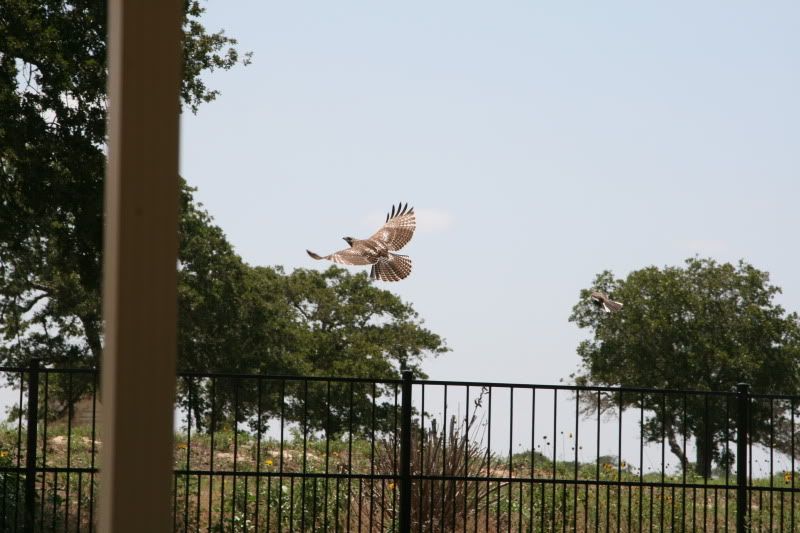 IMAGE: http://i128.photobucket.com/albums/p191/atexaschipper/emiliepics002.jpg