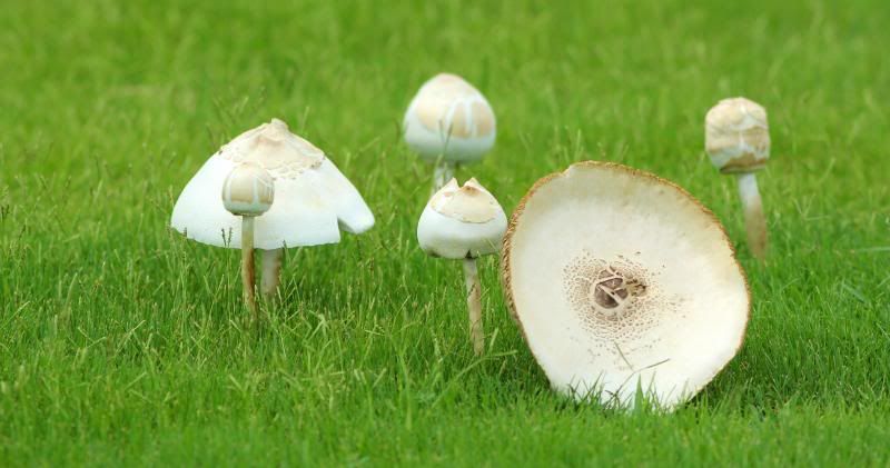 IMAGE: http://i128.photobucket.com/albums/p191/atexaschipper/ipad025edit_zps1e69c436.jpg