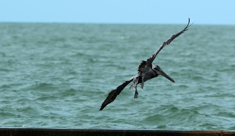 IMAGE: http://i128.photobucket.com/albums/p191/atexaschipper/ipad037edit_zpsded0c2c5.jpg