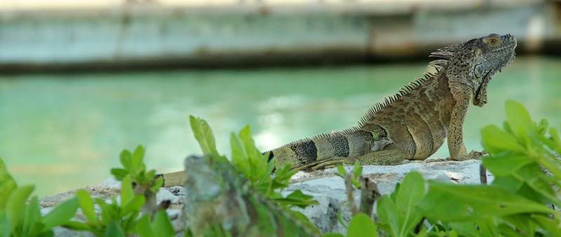 IMAGE: http://i128.photobucket.com/albums/p191/atexaschipper/pics002_zps528a8919.jpg