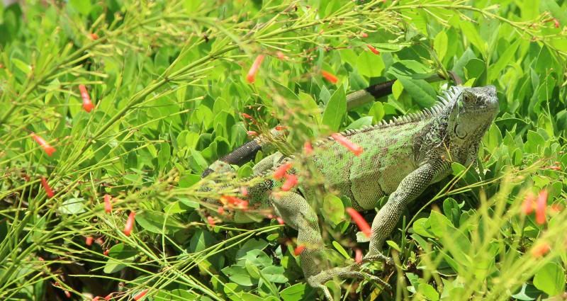 IMAGE: http://i128.photobucket.com/albums/p191/atexaschipper/pics003_zps8c985b82.jpg