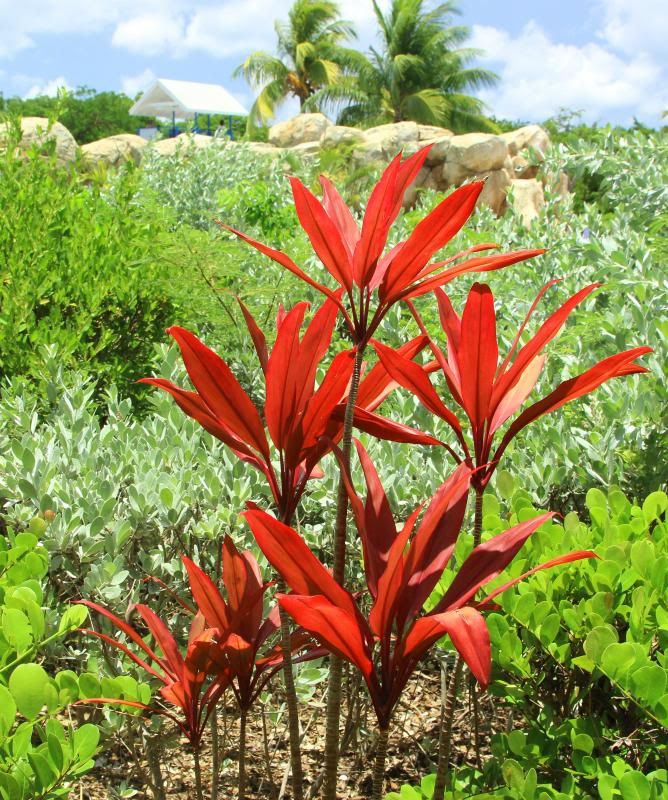 IMAGE: http://i128.photobucket.com/albums/p191/atexaschipper/pics004_zps9333bb29.jpg