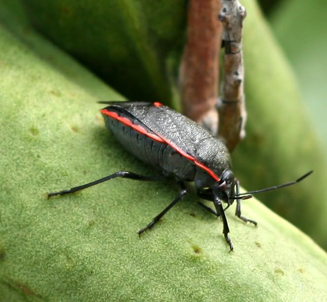 IMAGE: http://i128.photobucket.com/albums/p191/atexaschipper/shieldbug2.jpg