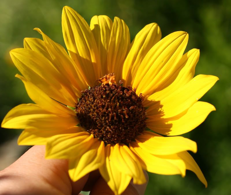 IMAGE: http://i128.photobucket.com/albums/p191/atexaschipper/sunflower1.jpg