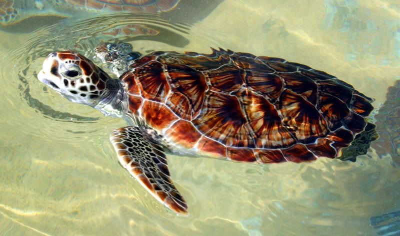 IMAGE: http://i128.photobucket.com/albums/p191/atexaschipper/turtle-1.jpg