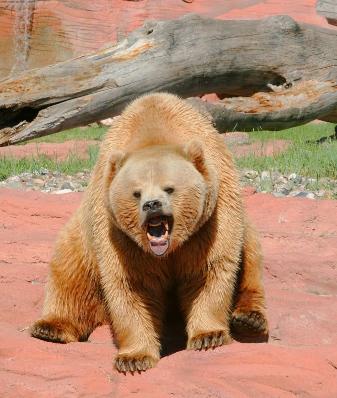 IMAGE: http://i128.photobucket.com/albums/p191/atexaschipper/xti017.jpg