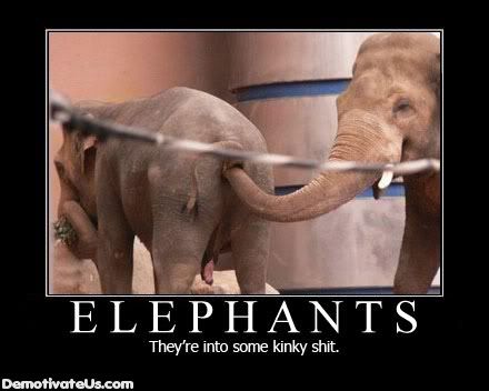 elephants-theyre-into-some-kinky-sh.jpg