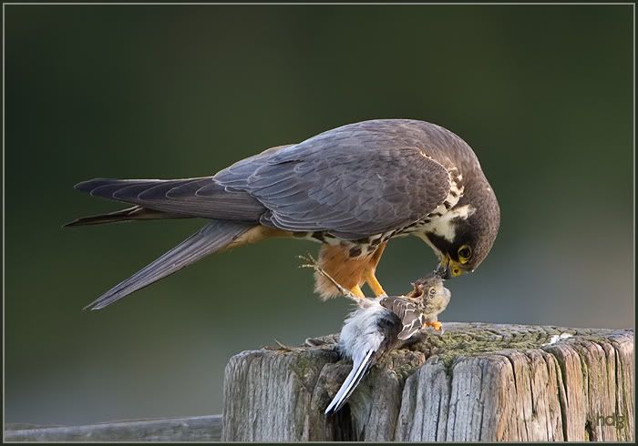 Fotografie
