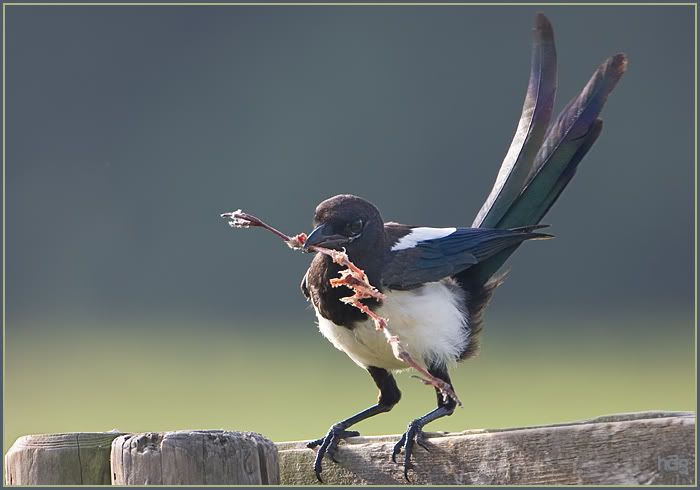 Fotografie