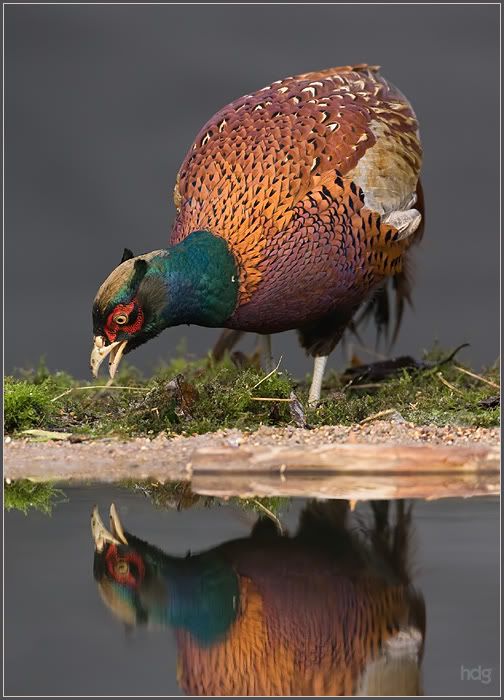 Fotografie