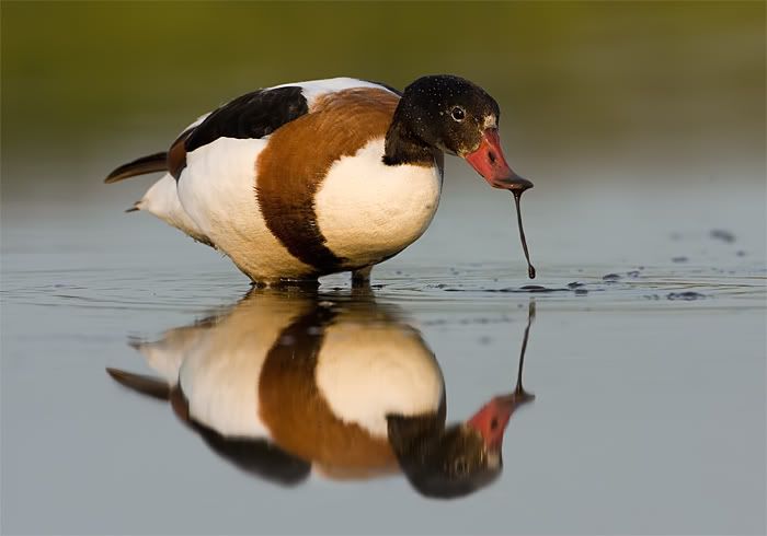 Fotografie