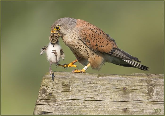 Fotografie