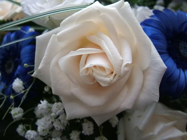 ROSE AVORIO