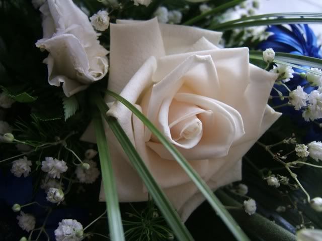 ROSA SEMBRA FINTA BELLISSIMA