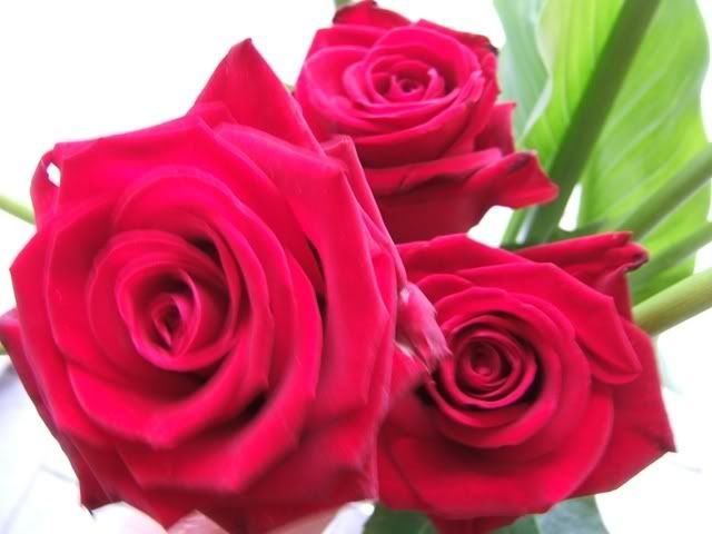 ROSE VELLUTATE