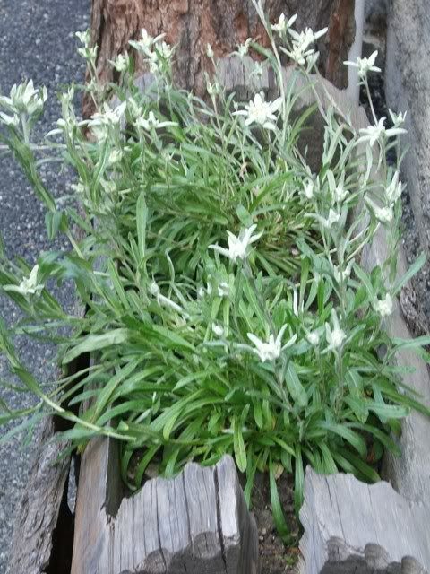stelle alpine mon amour