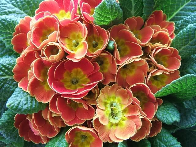 primavera