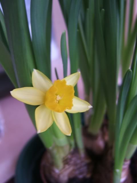 narciso