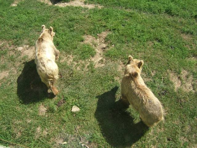 two teddies