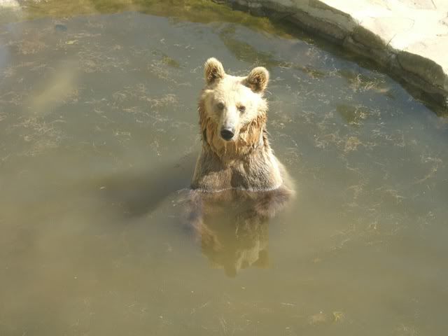 orso bruno bagnetto