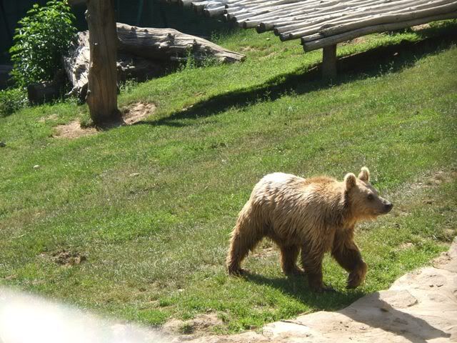 orso