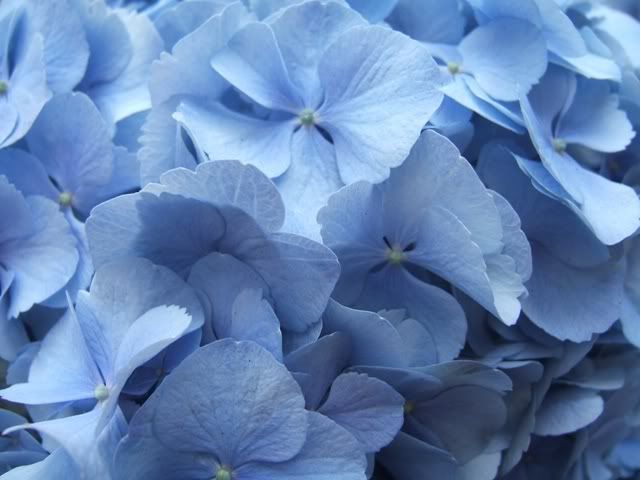 fiori chicco xxx