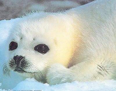 premio foca