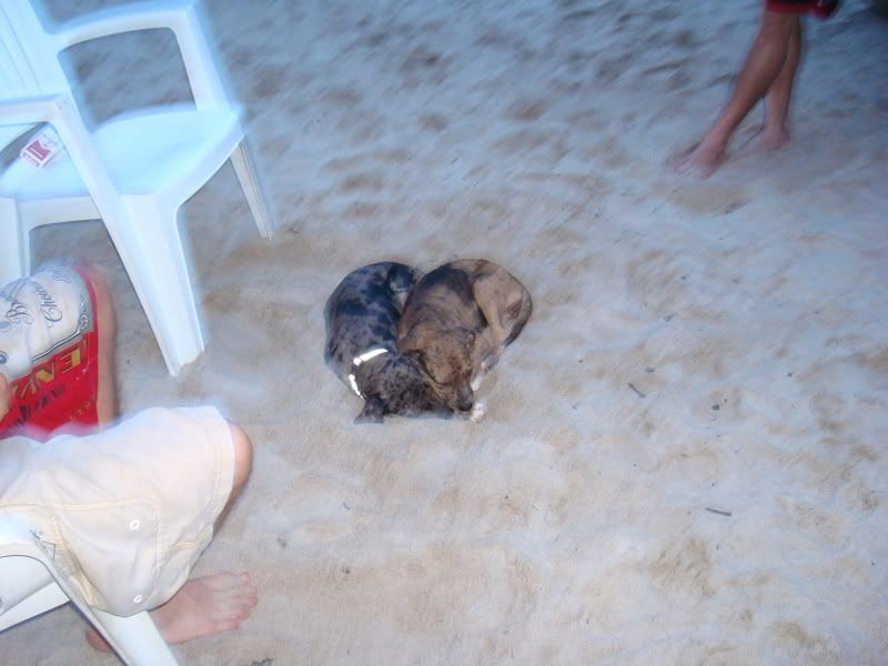 Dog petrified of vacuum (bite, clean, tropical, train) Dogs City