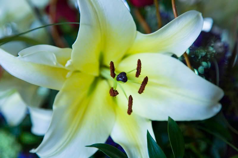 IMAGE: http://i128.photobucket.com/albums/p192/EcoRick/Anniversaryflower.jpg