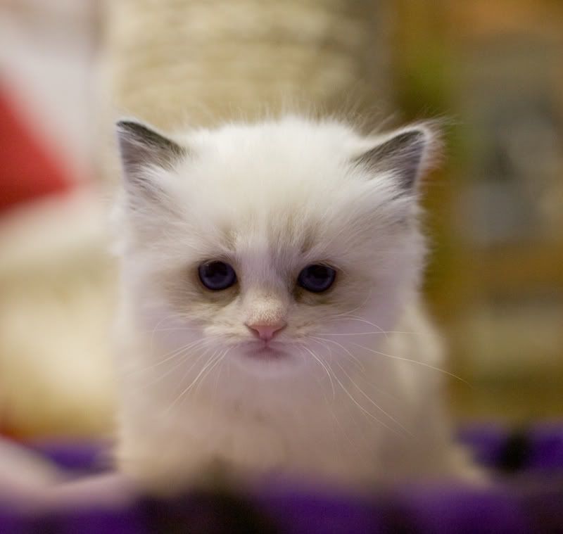 IMAGE: http://i128.photobucket.com/albums/p192/EcoRick/Cats-Christmas2008-1.jpg