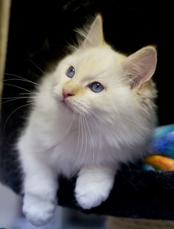 IMAGE: http://i128.photobucket.com/albums/p192/EcoRick/Cats-Christmas2008-9.jpg