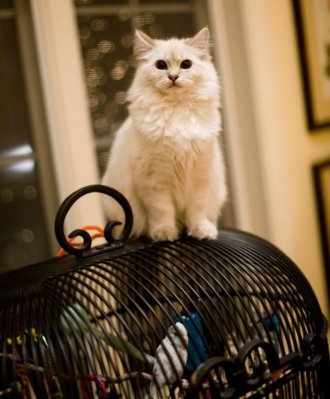 IMAGE: http://i128.photobucket.com/albums/p192/EcoRick/TippeandFrosty.jpg