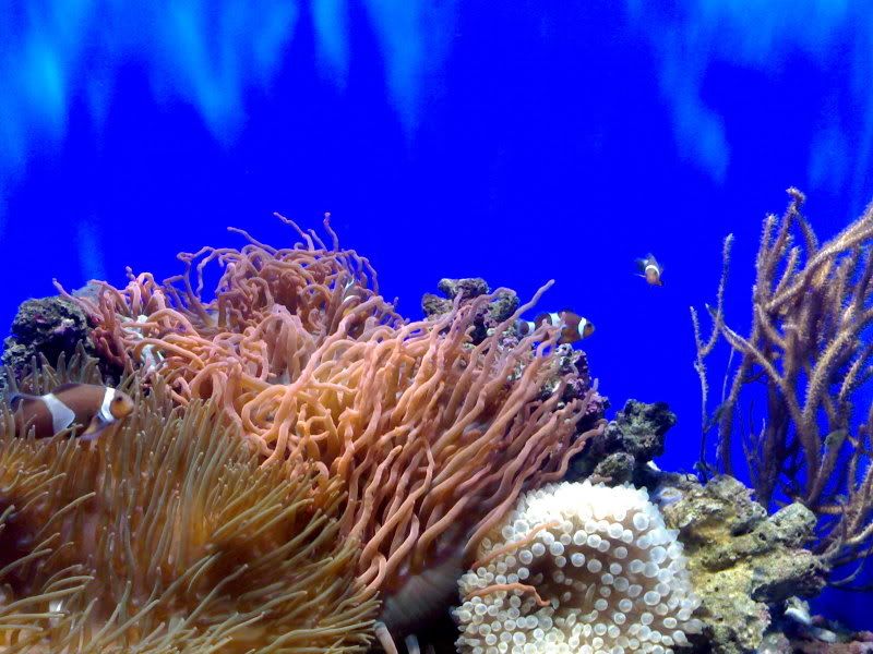 Photobucket - Video and Image Hosting