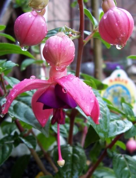 http://i128.photobucket.com/albums/p193/Esthers_album/Fuchsia2.jpg