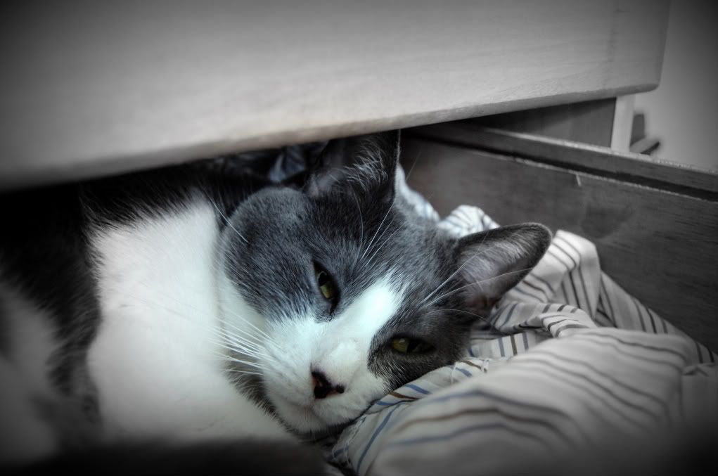 IMAGE: http://i128.photobucket.com/albums/p193/M715/DSC_0006-1.jpg