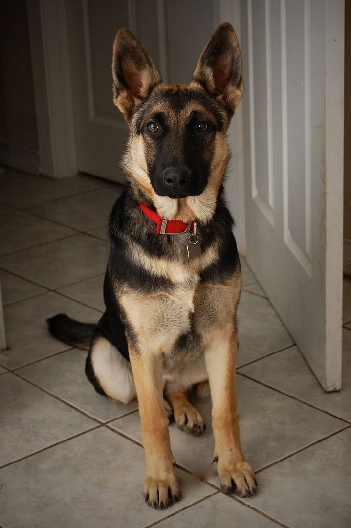 IMAGE: http://i128.photobucket.com/albums/p193/M715/DSC_00421.jpg