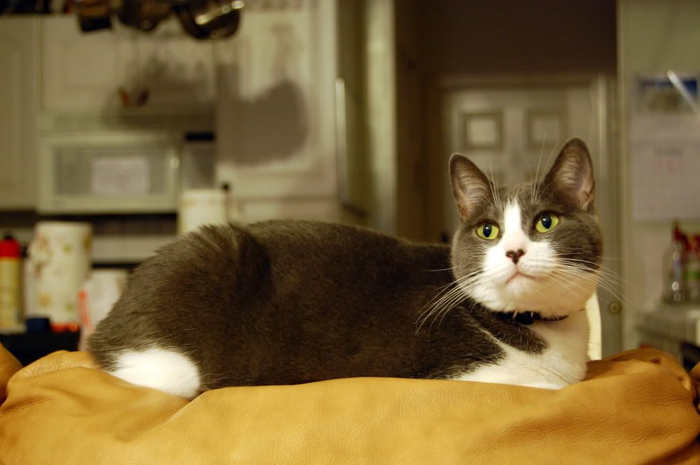 IMAGE: http://i128.photobucket.com/albums/p193/M715/DSC_0145-1.jpg