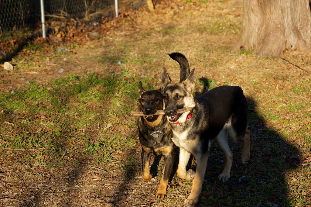 IMAGE: http://i128.photobucket.com/albums/p193/M715/DSC_0185.jpg