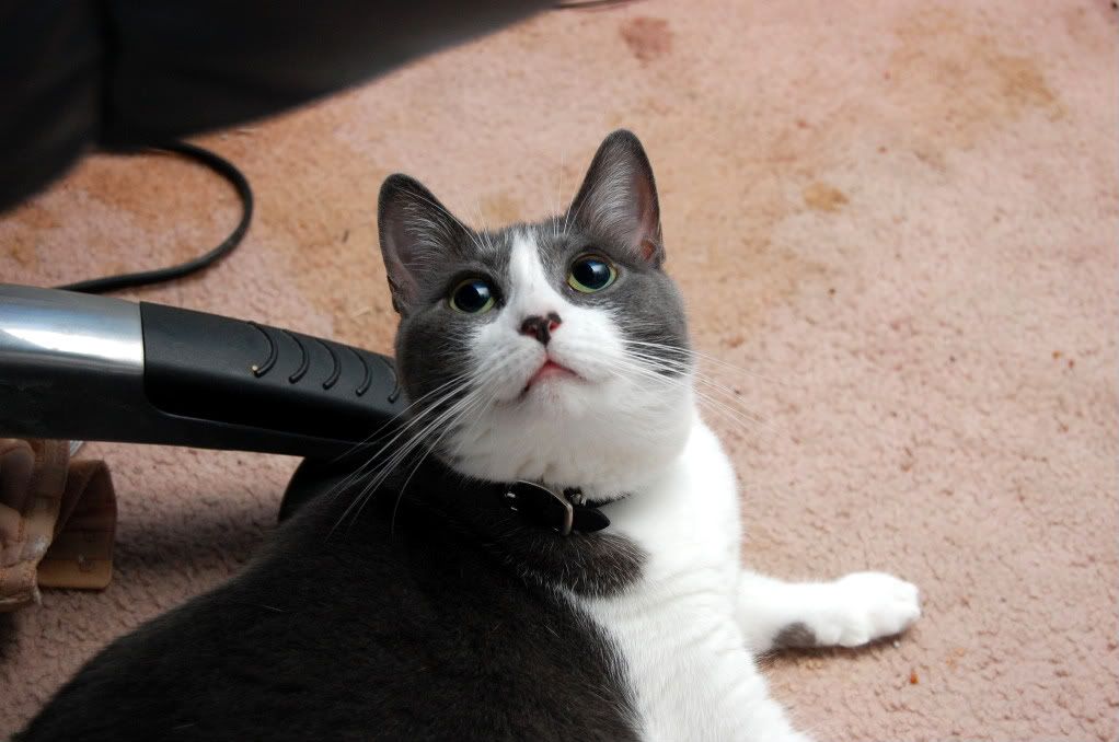 IMAGE: http://i128.photobucket.com/albums/p193/M715/DSC_0679.jpg