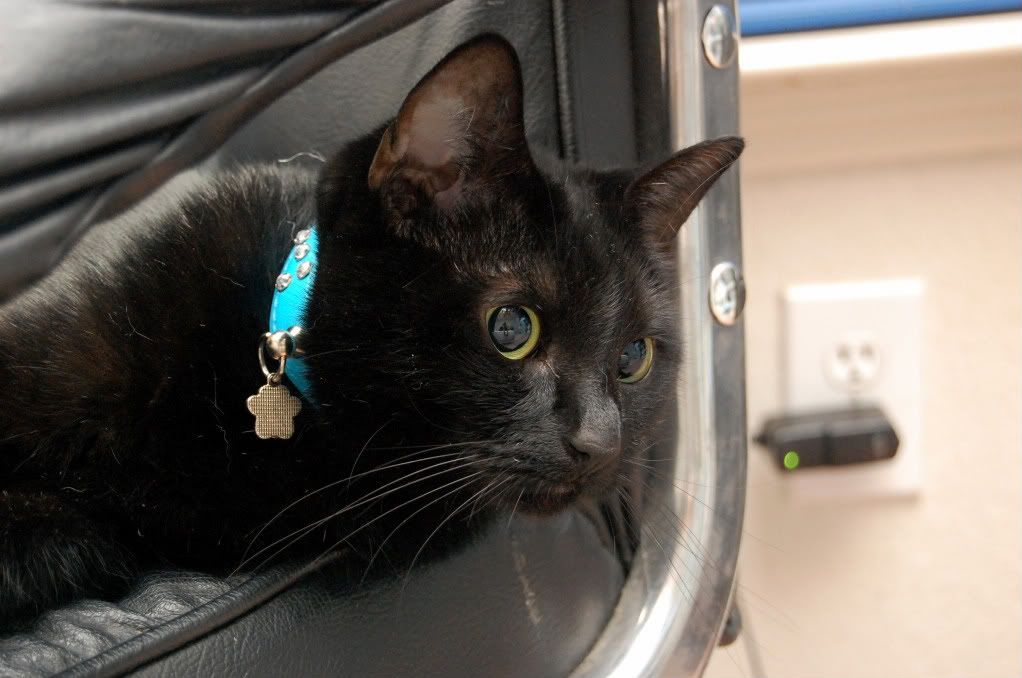 IMAGE: http://i128.photobucket.com/albums/p193/M715/DSC_0714.jpg